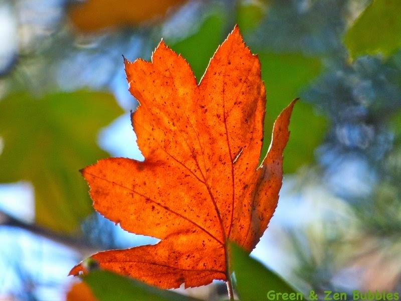 Des feuilles et des couleurs...