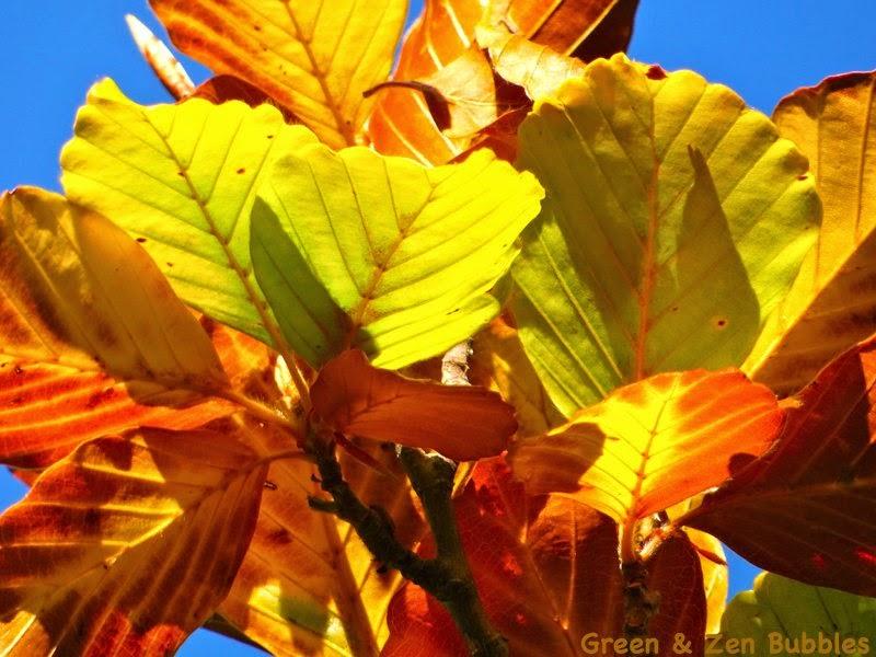 Des feuilles et des couleurs...