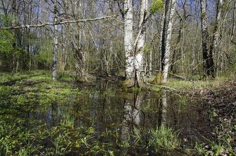 Le bois humide de la zone du Testet, un soutien naturel à l'étiage, drainé par la rivière Tescou. C'est là que devrait être construit le barrage de Sivens. / Ph. © Collectif Testet