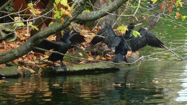 cormorans à Bordeaux.JPG