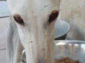 Diamante galga blanche l'adoption chez chiens galgos