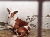 Eden podenca Chance podenco adopter