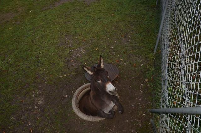 Un âne tombe et se coince dans une bouche d'égout