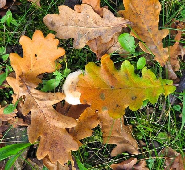 Feuilles d'automne (2)