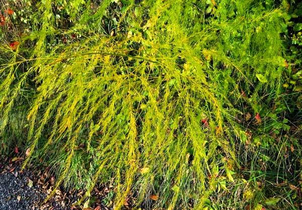 Feuilles d'automne (2)