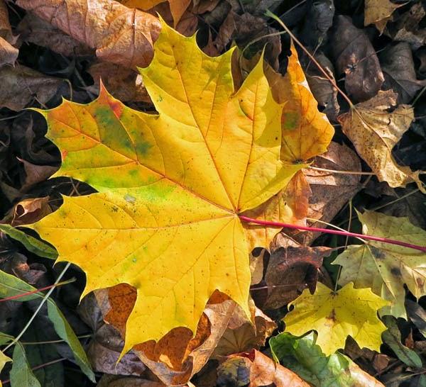 Feuilles d'automne (2)