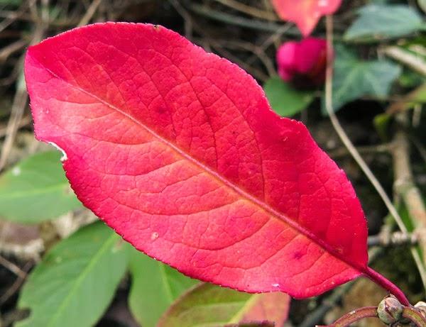 Feuilles d'automne (2)