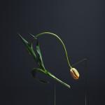 PHOTOGRAPHIE : Postures by Carl Kleiner