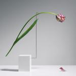PHOTOGRAPHIE : Postures by Carl Kleiner