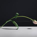 PHOTOGRAPHIE : Postures by Carl Kleiner