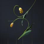 PHOTOGRAPHIE : Postures by Carl Kleiner