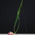 PHOTOGRAPHIE : Postures by Carl Kleiner