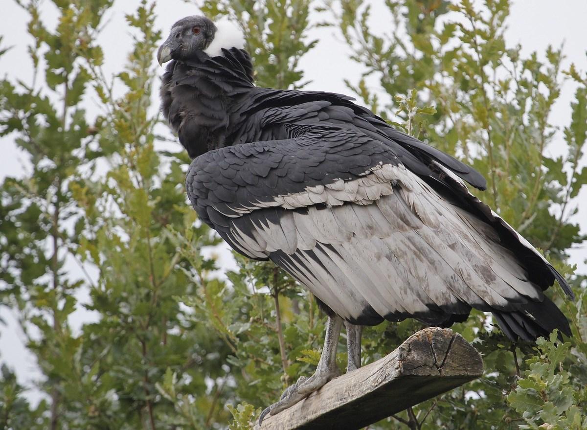 condor des Andes  femelle