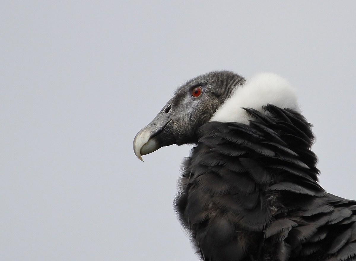 condor des Andes  femelle