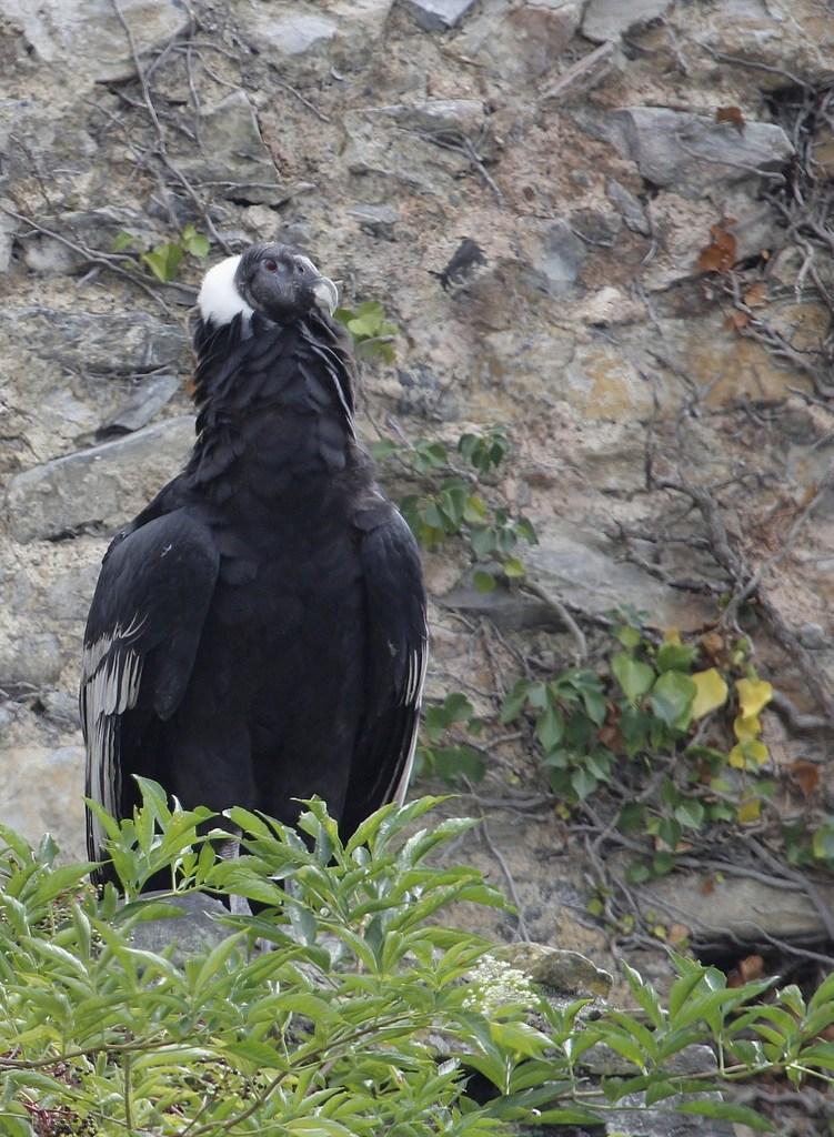 condor des Andes  femelle