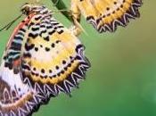 Dernier jour Suisse langue coeur l’âme