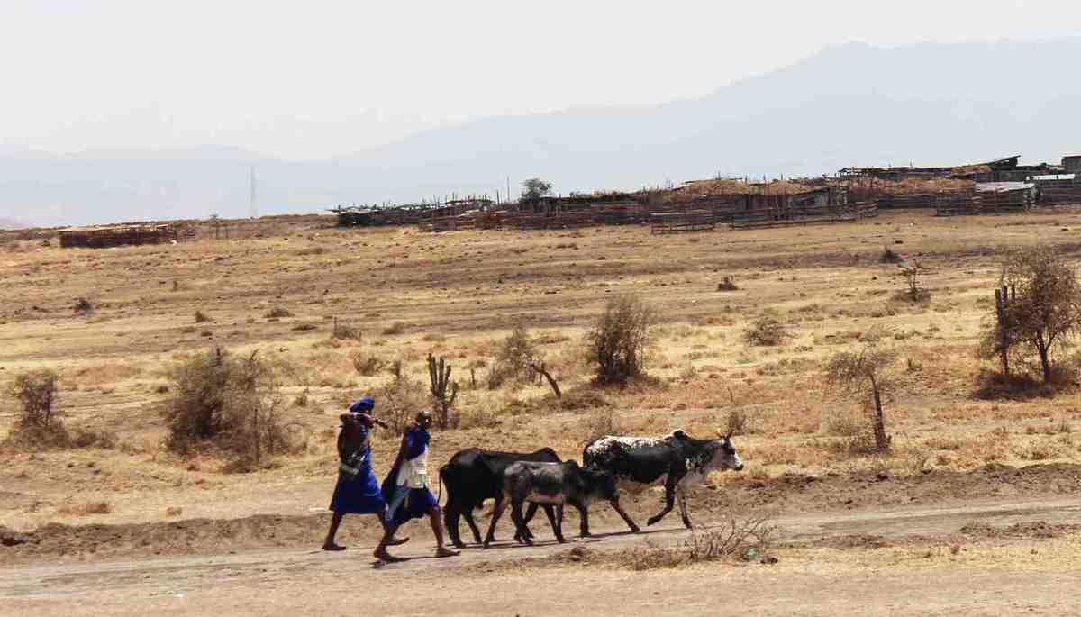 Afrique - Irente lodge (suite)