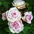 Mes petits Australiens ☺...