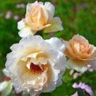 Mes petits Australiens ☺...