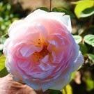 Mes petits Australiens ☺...