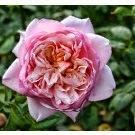 Mes petits Australiens ☺...