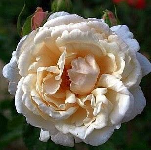 Mes petits Australiens ☺...