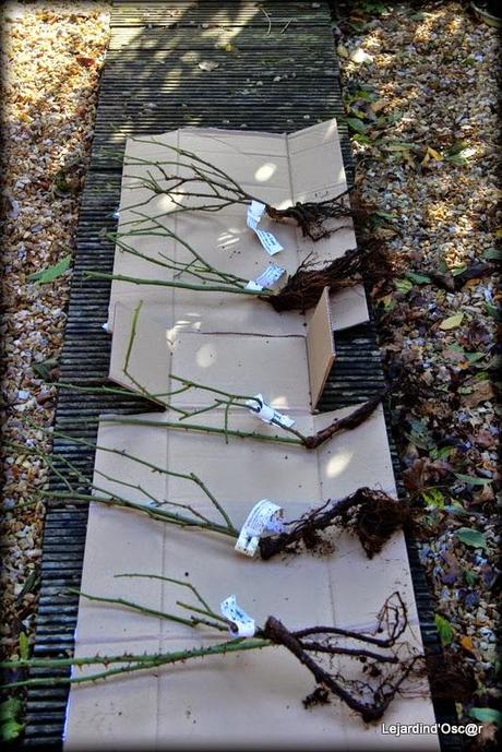 Mes petits Australiens ☺...