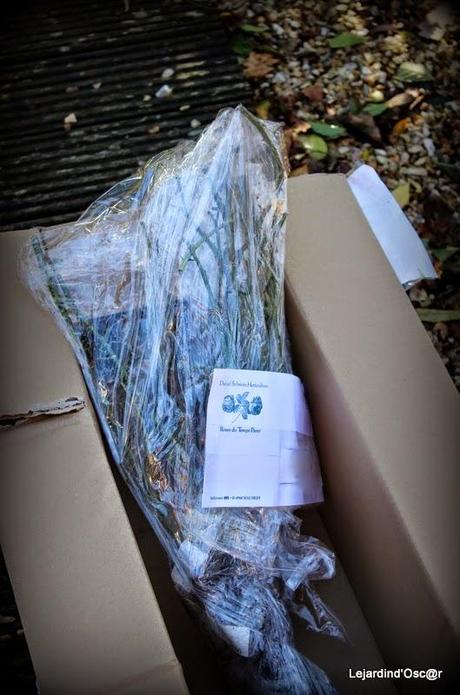 Mes petits Australiens ☺...