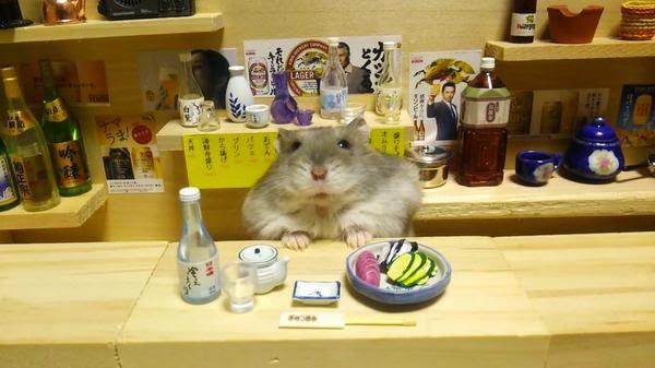 Ginji, le Hamster le plus heureux du Japon