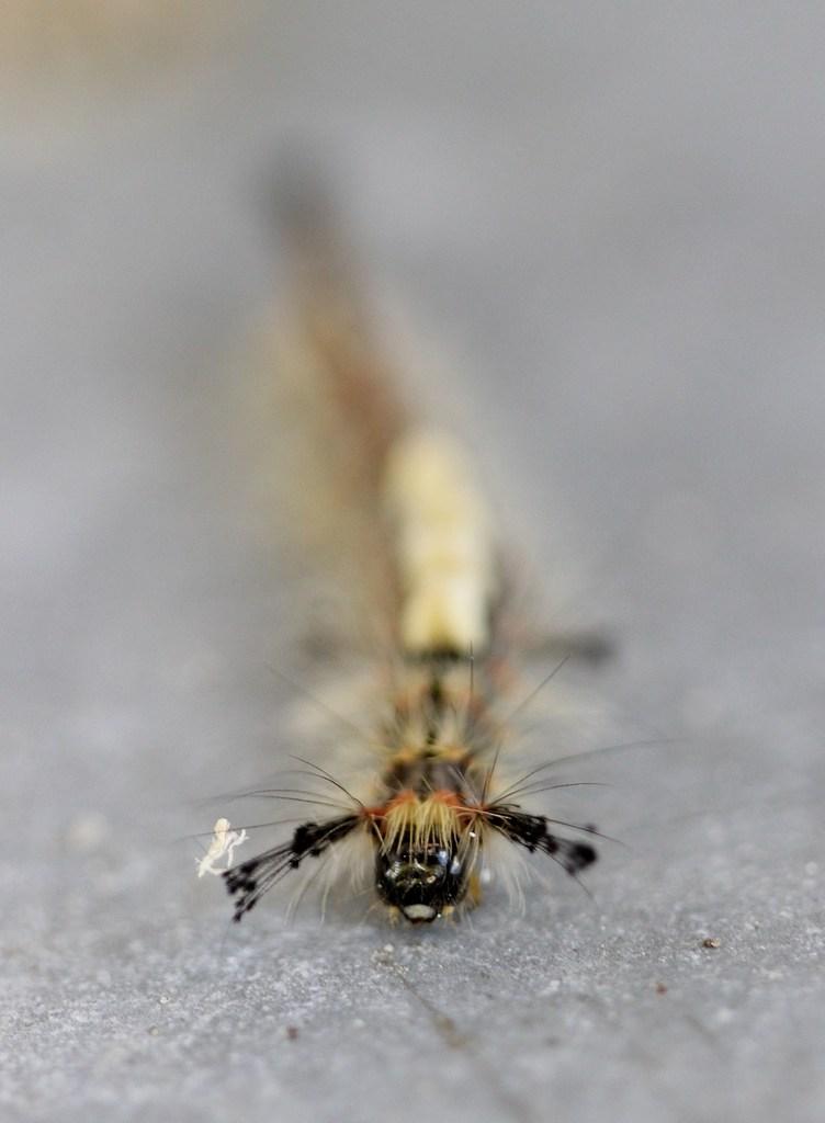 Chenille du bombyx étoilé, l' orgyia antiqua mâle
