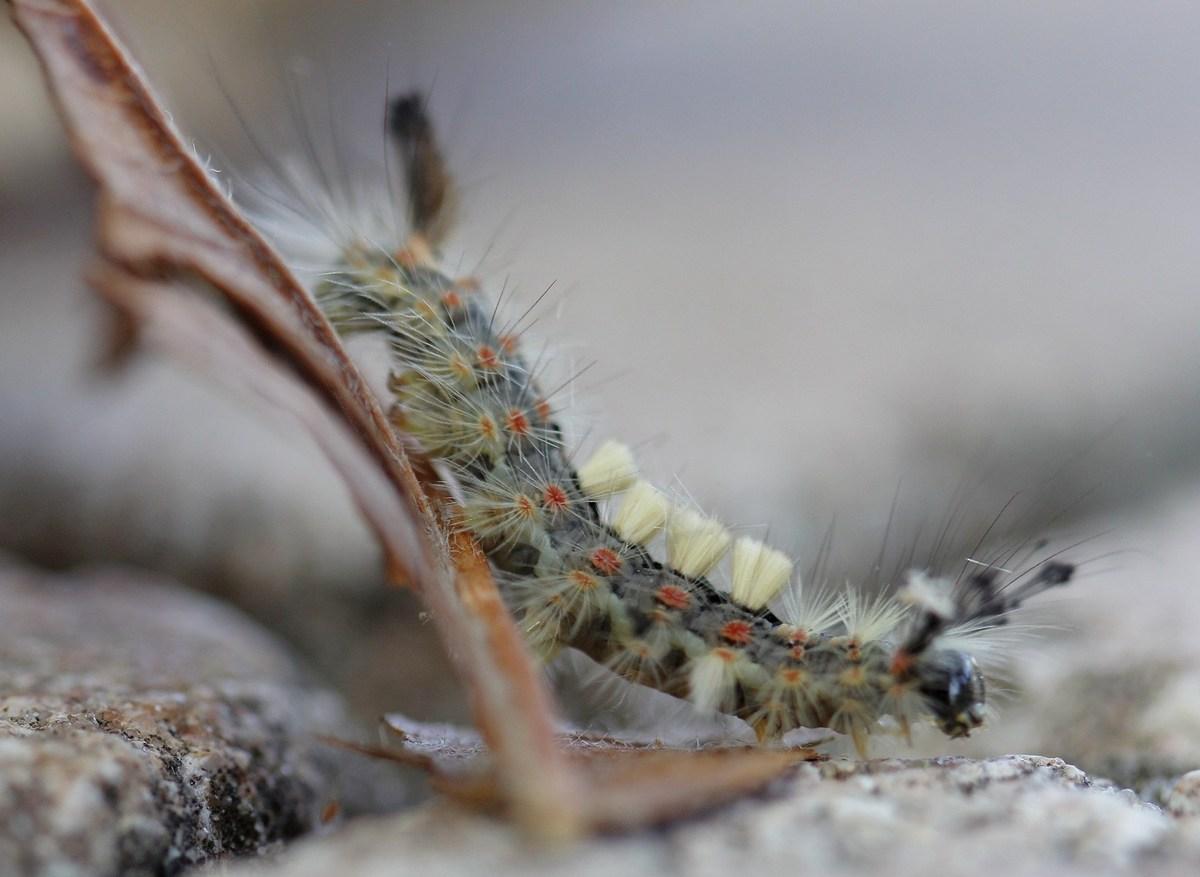 les verrues rouges sont bordées de soie blanche