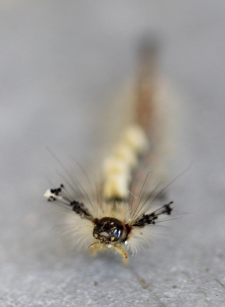 Chenille du bombyx étoilé, l' orgyia antiqua mâle