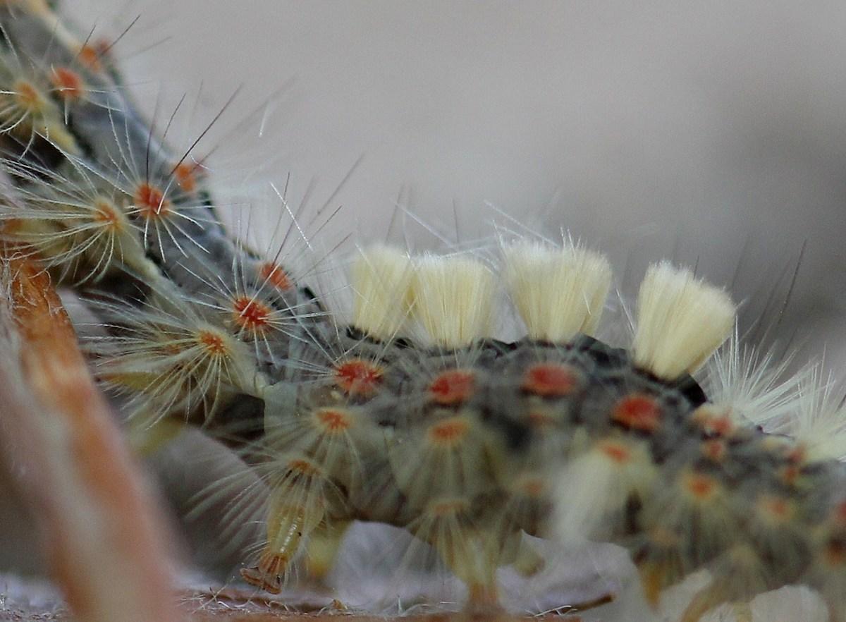 les brosses blanches ou jaunes indiquent qu' il s' agit d' un mâle, chez la femelle elles sont brunes .