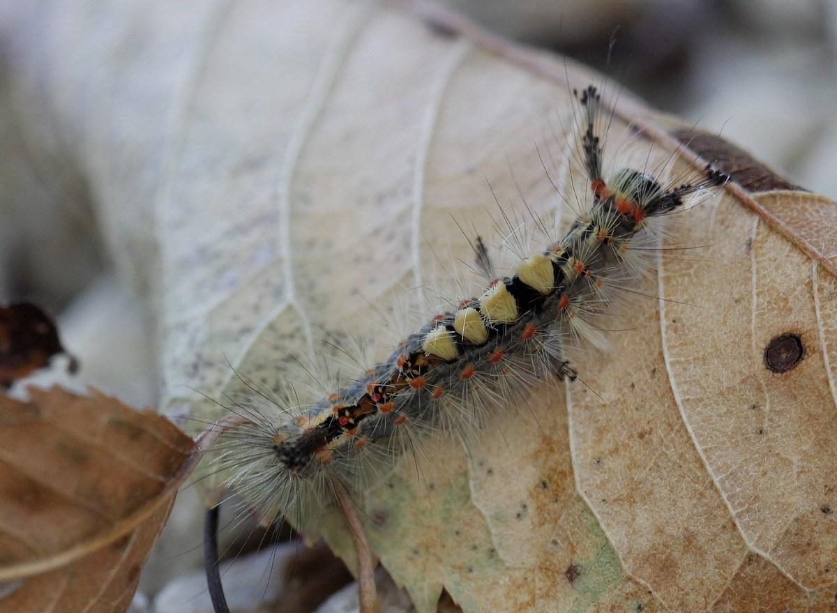 les pinceaux noirs,2 perpendiculaires à la seconde brosse blanche et 2 vers l' avant de la tête 