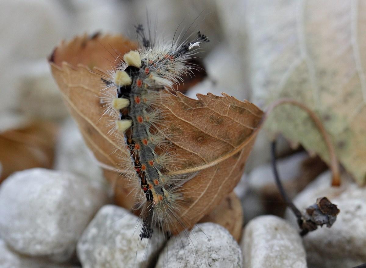Chenille du bombyx étoilé, l' orgyia antiqua mâle