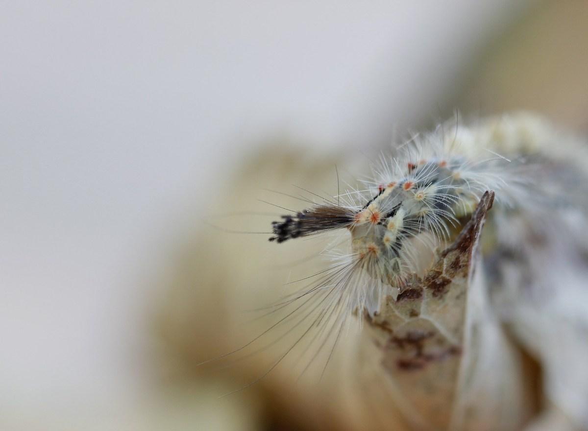 cinquième pinceau noir dirigé vers l' arrière