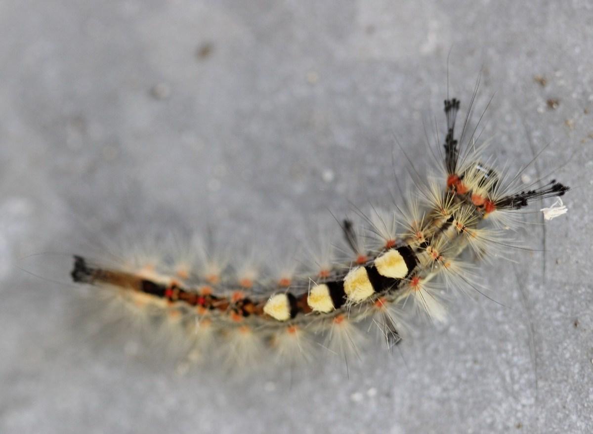 le positionnement des 5 pinceaux est à l' origine du nom d' étoilé