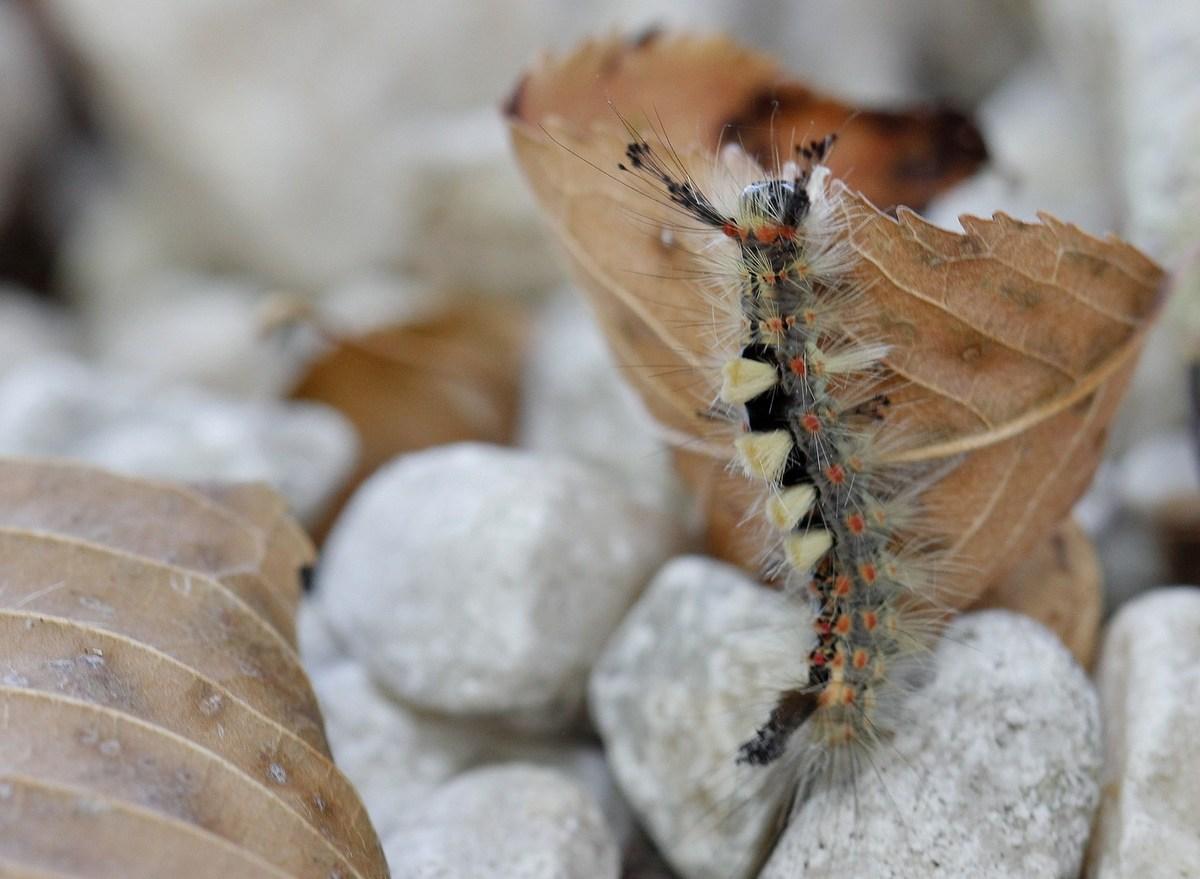 Chenille du bombyx étoilé, l' orgyia antiqua mâle