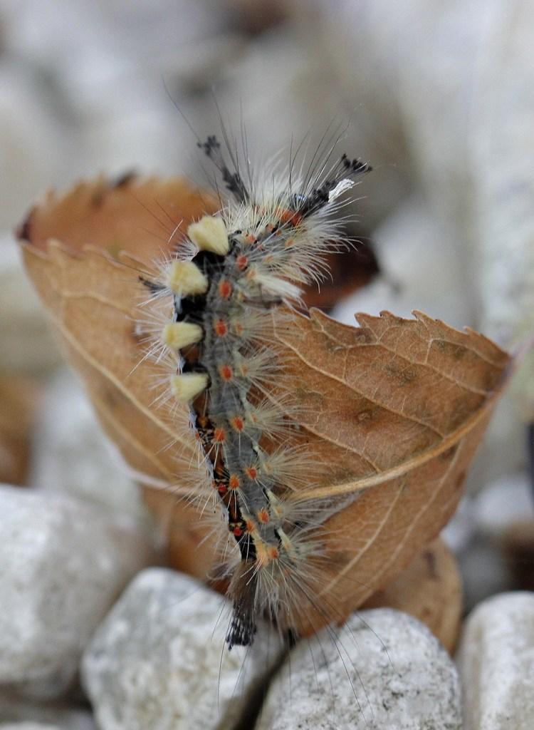Chenille du bombyx étoilé, l' orgyia antiqua mâle