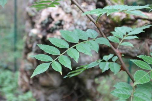 2 zantho coreanum romi 9 nov 2014 017 (2).jpg