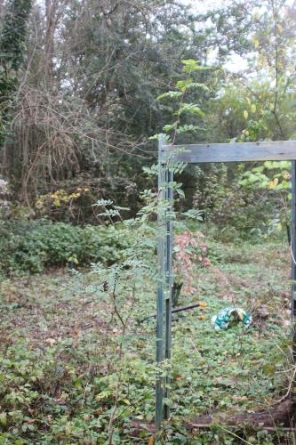 3 zantho alatum romi 9 nov 2014 045 (1).jpg