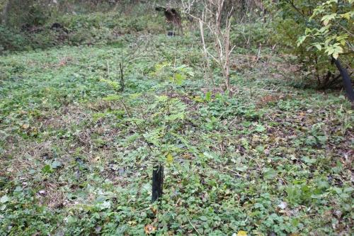 5 zantho simulans romi 9 nov 2014 029.jpg