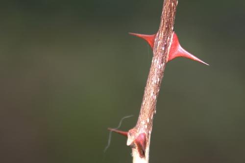 7 zantho simulans romi 9 nov 2014 032.jpg