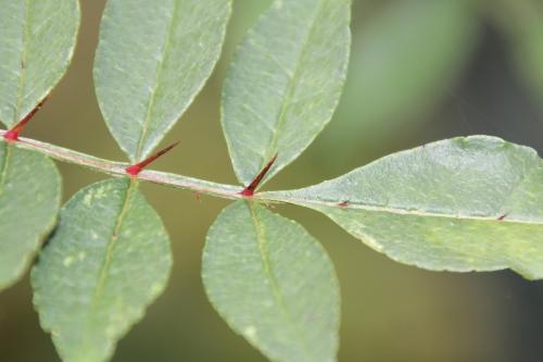 4 zantho alatum romi 9 nov 2014 045 (2).jpg