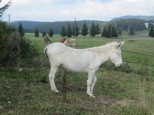 voilà les environs de cette Auberge