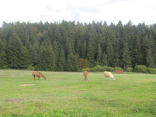 voilà les environs de cette Auberge