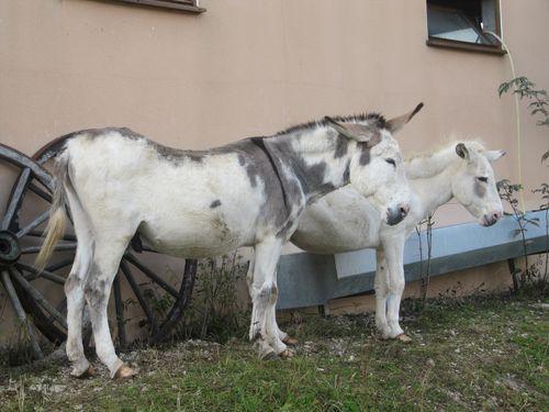 voilà les environs de cette Auberge