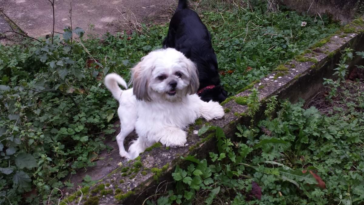 Ioko jeune shih tzu de 1 an à l'adoption chez sos chiens galgos