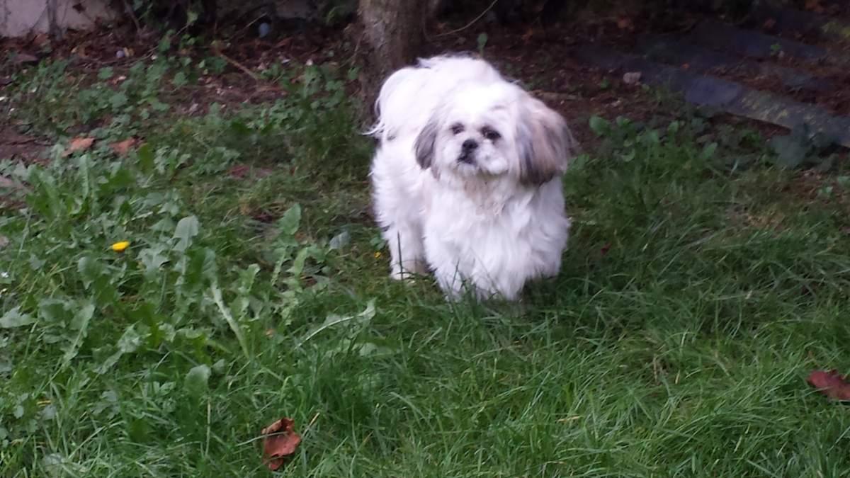 Ioko jeune shih tzu de 1 an à l'adoption chez sos chiens galgos