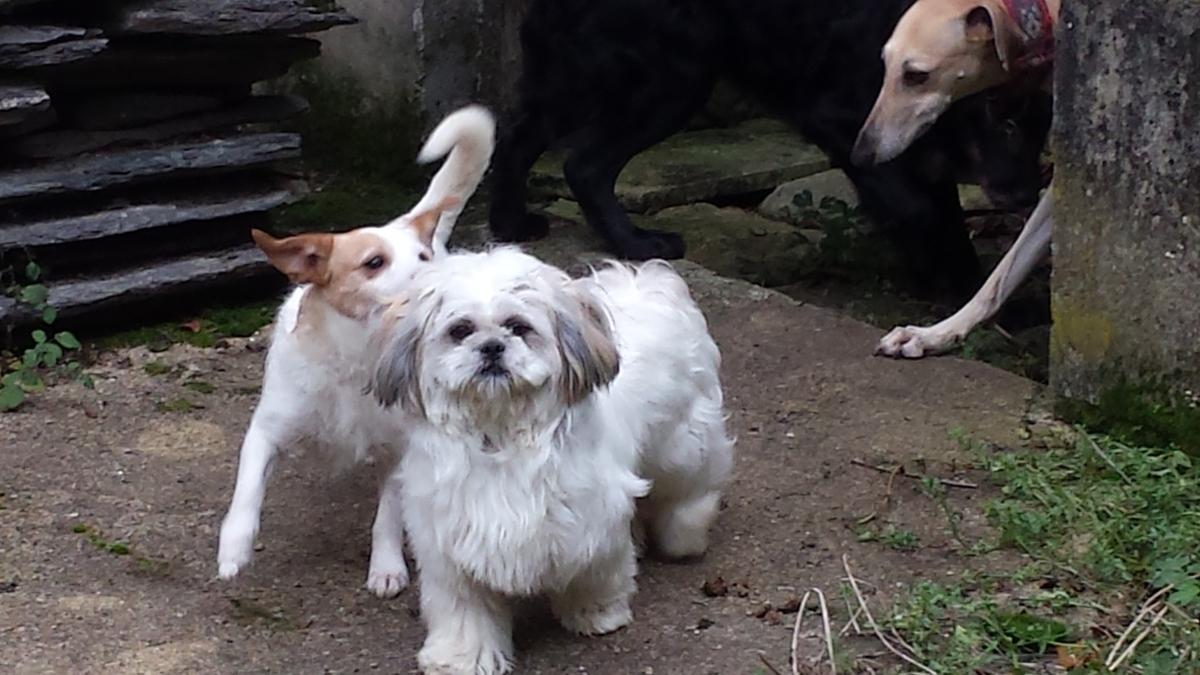 Ioko jeune shih tzu de 1 an à l'adoption chez sos chiens galgos